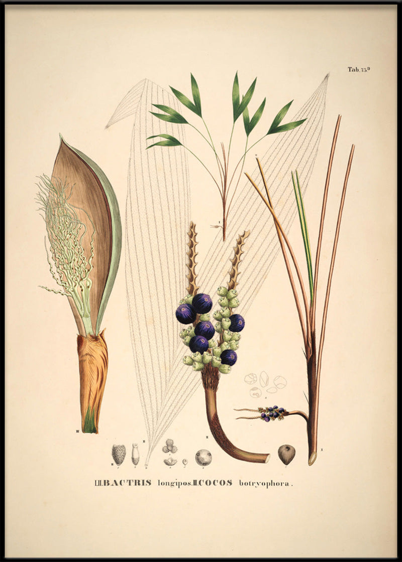 Bactris Longipos Cocos Botryophora