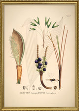 Bactris Longipos Cocos Botryophora