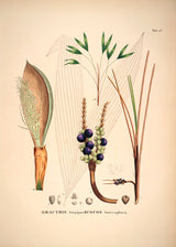 Bactris Longipos Cocos Botryophora