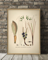 Bactris Longipos Cocos Botryophora