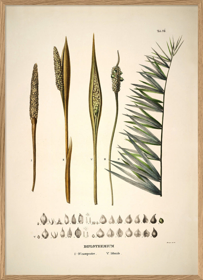 Diplothemium Campestre & Littorale