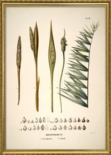 Diplothemium Campestre & Littorale