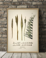 Diplothemium Campestre & Littorale