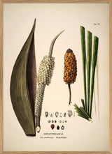 Diplothemium Caudescens & Maritimum