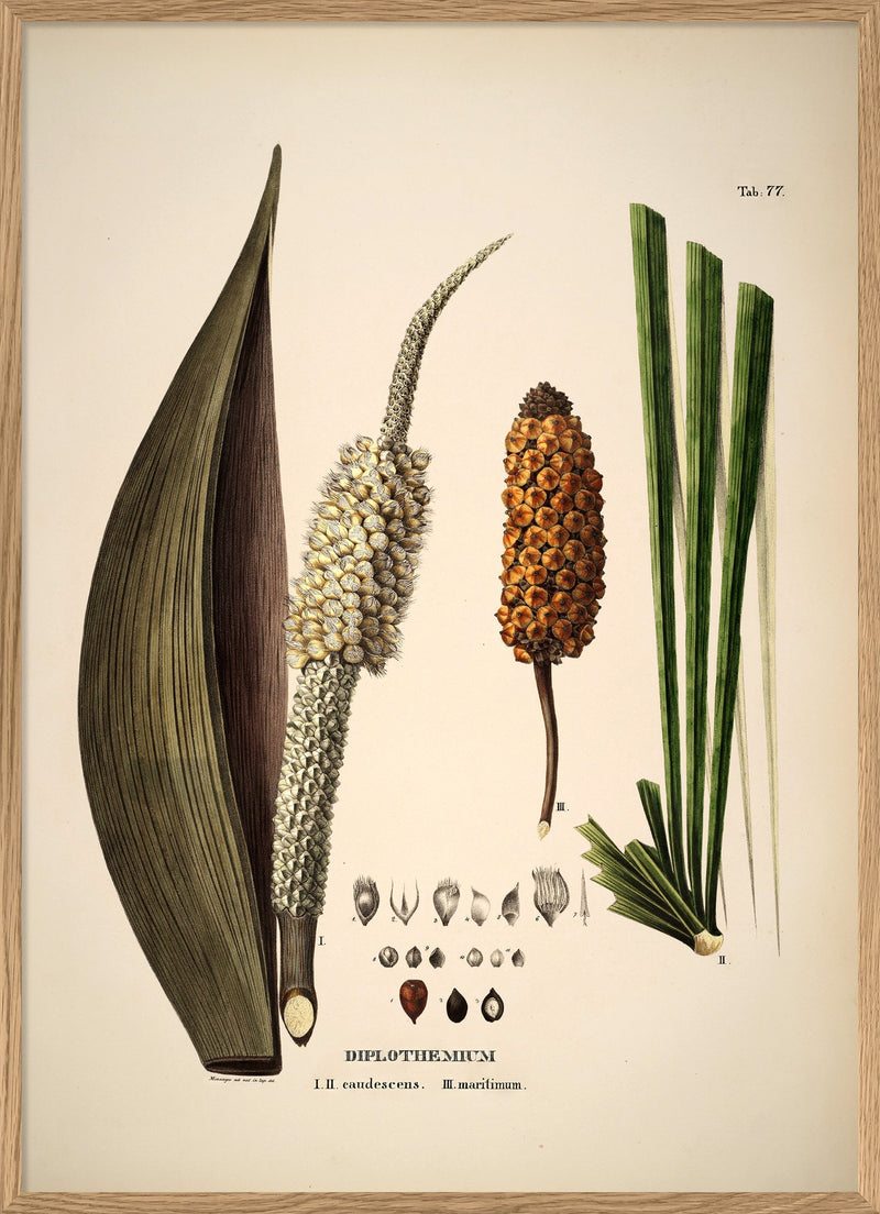 Diplothemium Caudescens & Maritimum