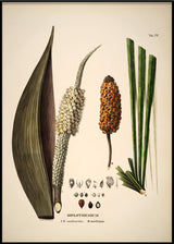 Diplothemium Caudescens & Maritimum