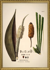 Diplothemium Caudescens & Maritimum