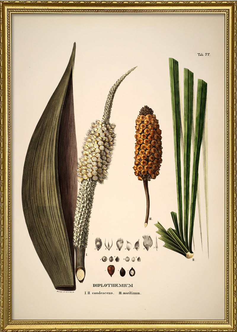 Diplothemium Caudescens & Maritimum