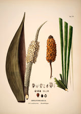 Diplothemium Caudescens & Maritimum