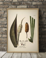 Diplothemium Caudescens & Maritimum