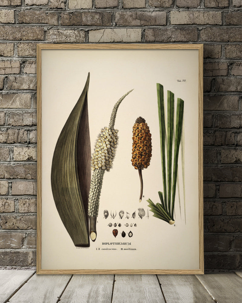 Diplothemium Caudescens & Maritimum