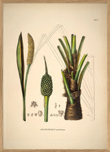 Diplothemium Maritimum