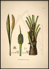 Diplothemium Maritimum