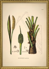 Diplothemium Maritimum