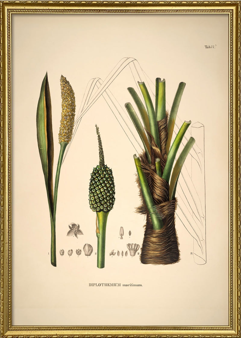 Diplothemium Maritimum