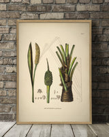 Diplothemium Maritimum