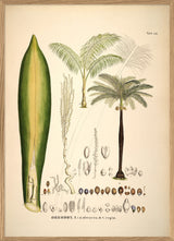 Oreodoxa Oleracea & Regia