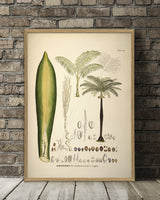 Oreodoxa Oleracea & Regia