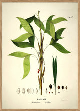 Bactris Simplicifrons & Bifida