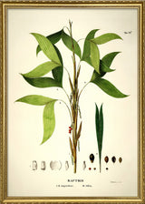 Bactris Simplicifrons & Bifida