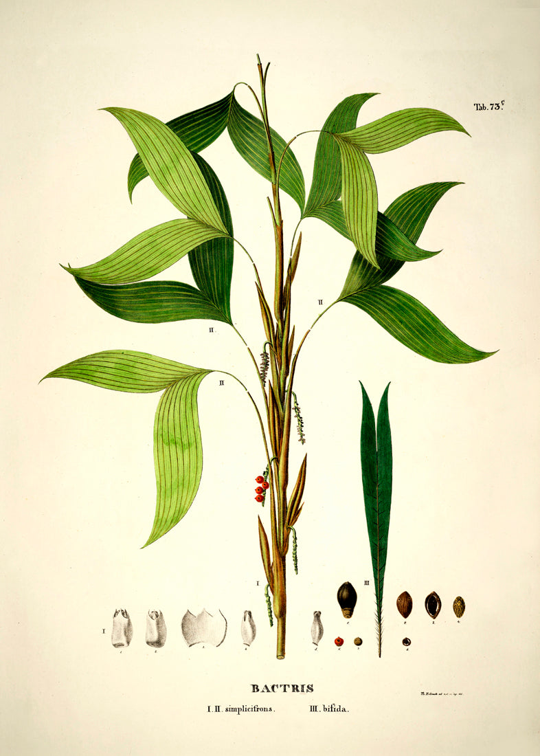 Bactris Simplicifrons & Bifida