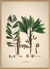 Bactris Hirta & Caryotaefolia