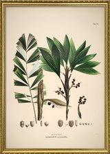 Bactris Hirta & Caryotaefolia