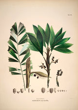 Bactris Hirta & Caryotaefolia