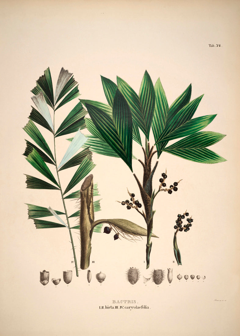 Bactris Hirta & Caryotaefolia