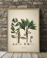 Bactris Hirta & Caryotaefolia