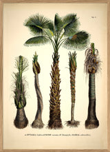 Attalea Funifera Cocos Coronata et Al