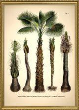 Attalea Funifera Cocos Coronata et Al