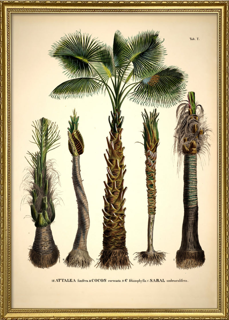 Attalea Funifera Cocos Coronata et Al