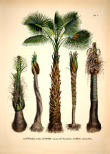 Attalea Funifera Cocos Coronata et Al