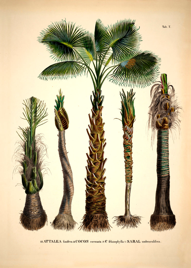Attalea Funifera Cocos Coronata et Al