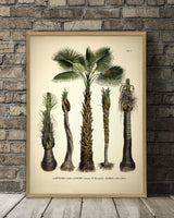 Attalea Funifera Cocos Coronata et Al