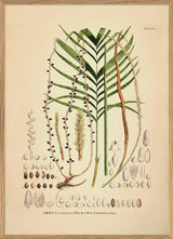 Areca Crinita Alba Rubra Monostachya