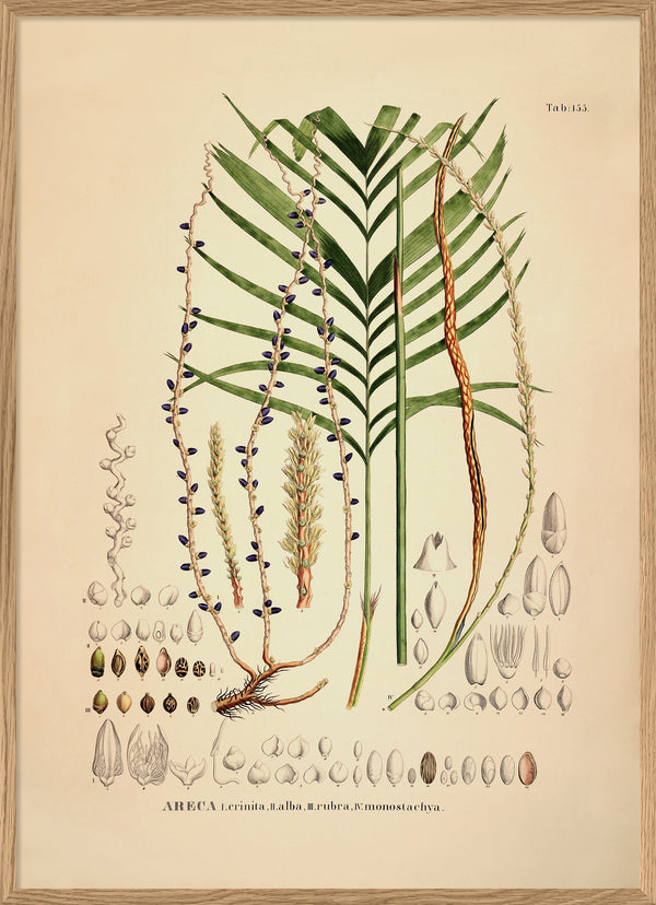 Areca Crinita Alba Rubra Monostachya