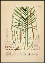 Areca Crinita Alba Rubra Monostachya