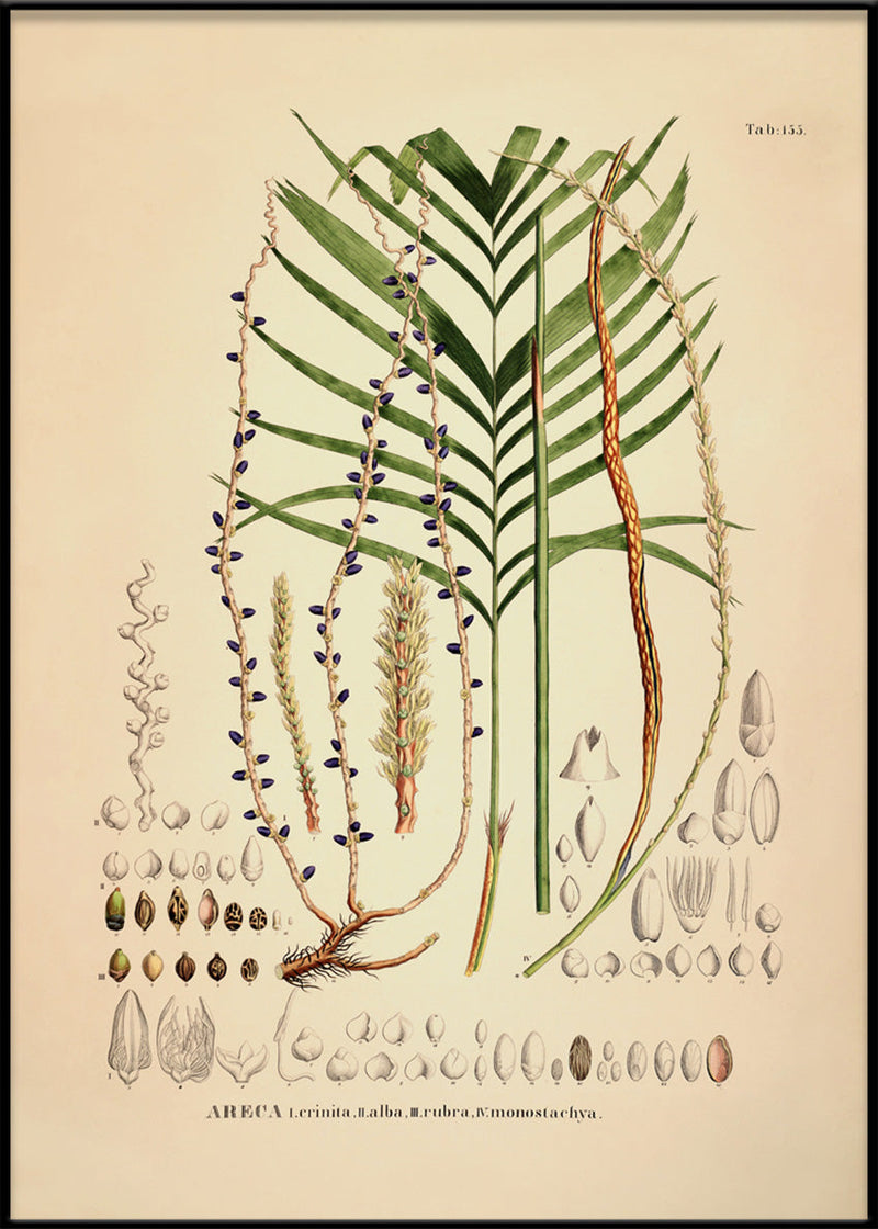 Areca Crinita Alba Rubra Monostachya