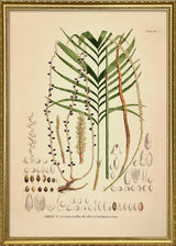 Areca Crinita Alba Rubra Monostachya