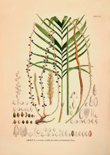 Areca Crinita Alba Rubra Monostachya