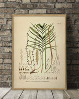 Areca Crinita Alba Rubra Monostachya