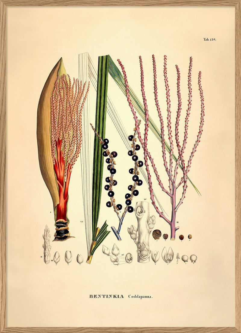 Bentinkia Coddapanna