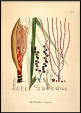 Bentinkia Coddapanna