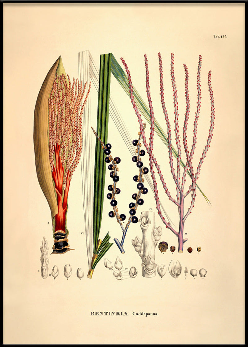 Bentinkia Coddapanna