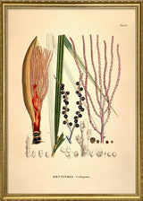 Bentinkia Coddapanna