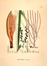 Bentinkia Coddapanna