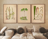 Licuala Spinosa Acutifida Rotundifolia