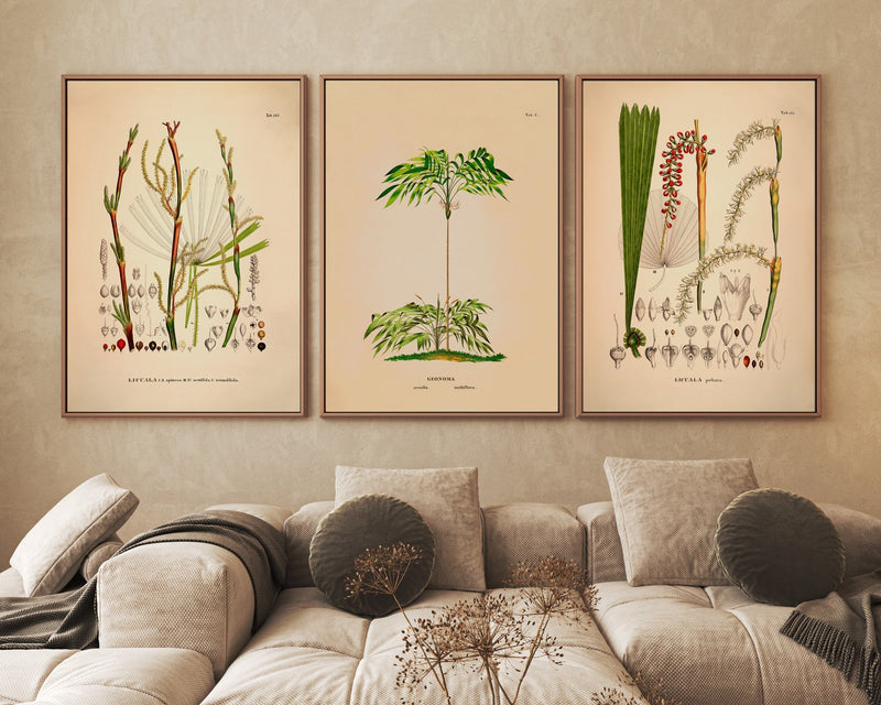 Licuala Spinosa Acutifida Rotundifolia